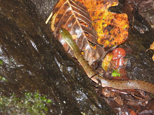 Xenochrophis trianguligerus observed 2026-10-03