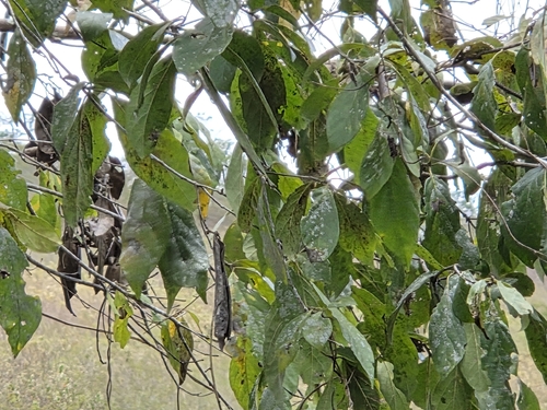 Cordia trichotoma, 2026-10-07