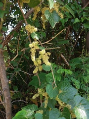 Vitis