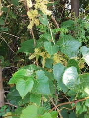 Vitis