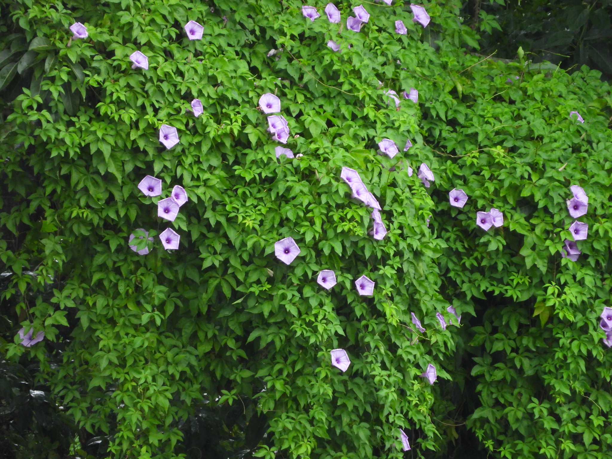 Ipomoea cairica - Railway Creeper