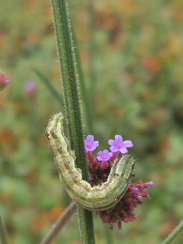 Cotton Bollworm Moth