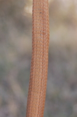 Dryophylax hypoconia