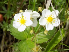 Fragaria viridis