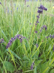 Salvia pratensis