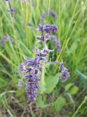 Salvia pratensis