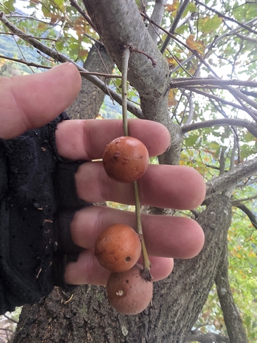 Oak Marble Gall Wasp