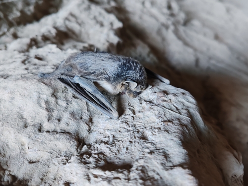 Particoloured Bat