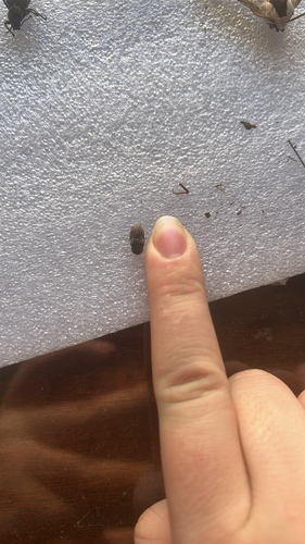Common Carrion Beetle