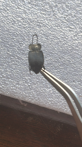 Embaphion contusum