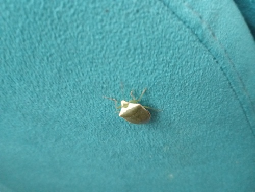 Southern Green Stink Bug