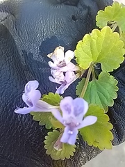 Glechoma hederacea