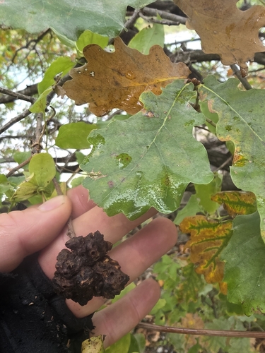 Oak Apple Gall Wasp