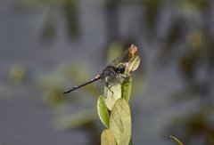 Leucorrhinia proxima
