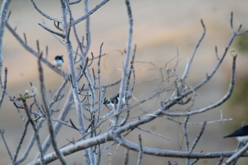 iNaturalist image
