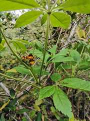 Godmania aesculifolia