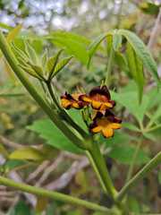 Godmania aesculifolia