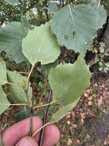 silver birch