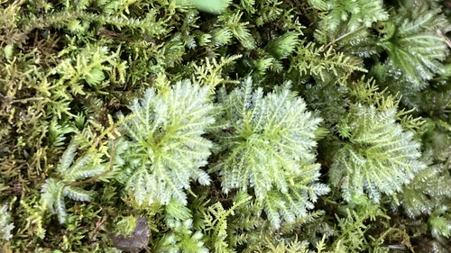 Hypopterygium tamarisci observed 2026-10-08