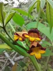 Godmania aesculifolia