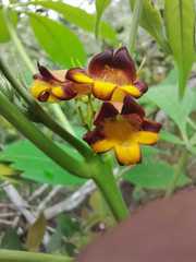 Godmania aesculifolia