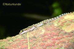 Cyrtodactylus marmoratus