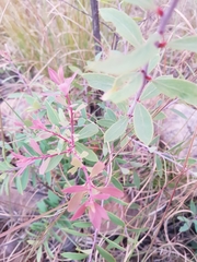 Vaccinium stenophyllum