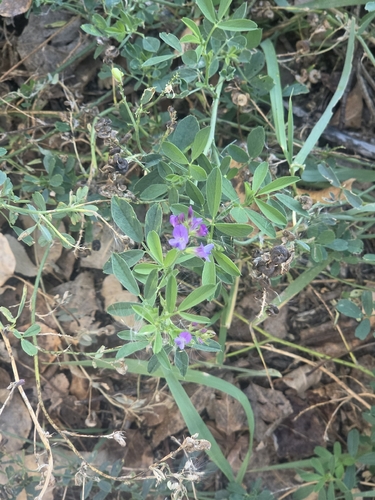 Alfalfa