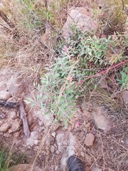 Vaccinium stenophyllum