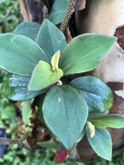 Peperomia velutina
