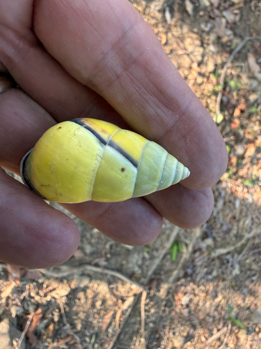 Amphidromus, 2026-10-08
