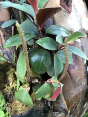 Peperomia velutina