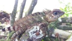 Gonocephalus beyschlagi