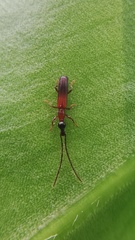 Cerobates crematus