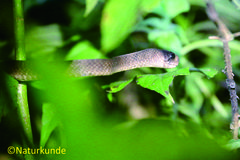 Pareas carinatus