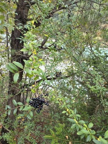 Common Privet