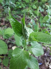 Campanula latifolia