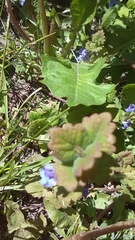 Glechoma hederacea