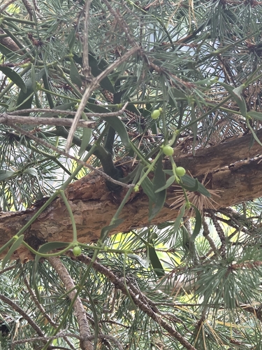 European mistletoe