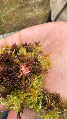 round-leaved sundew