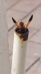 Rhynchium oculatum
