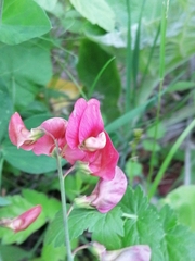 Lathyrus rotundifolius