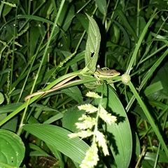 Takydromus sexlineatus