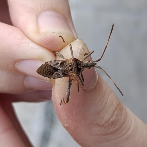 Western Conifer Seed Bug