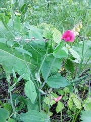 Lathyrus rotundifolius