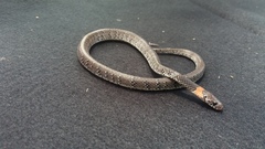 Pareas margaritophorus