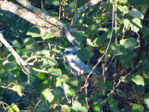 Belted Kingfisher