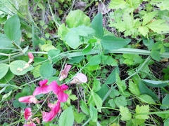 Lathyrus rotundifolius