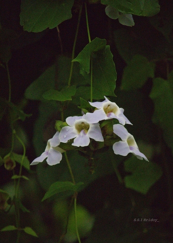 Thunbergia grandiflora observed 2026-10-02