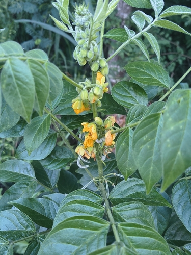 Senna hirsuta observed 2026-10-08
